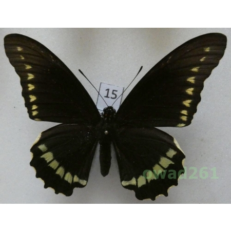 Battus polydamas (Linnaeus, 1758) Peru 79mm15